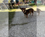 Matt - Male Chiweenie Dog for Adoption - Small photo