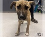 Small #1 Labrador Retriever Mix