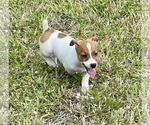 Small #20 Jack Russell Terrier