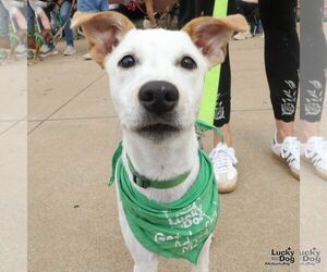 Leo Dan - Male Retriever -Unknown Mix Dog for Adoption - Photo #8