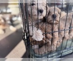 Small #29 Goldendoodle