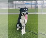 Small Border Collie-Siberian Husky Mix
