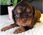 Puppy Puppy 4 Cavalier King Charles Spaniel