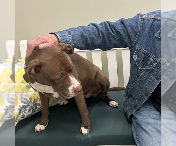 Medium Photo #15 American Pit Bull Terrier-American Staffordshire Terrier Mix Puppy For Sale in Techny, IL, USA
