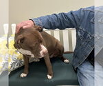 Small #14 American Pit Bull Terrier-American Staffordshire Terrier Mix