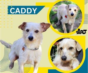 Mutt Dogs for adoption in Lindsay, CA, USA
