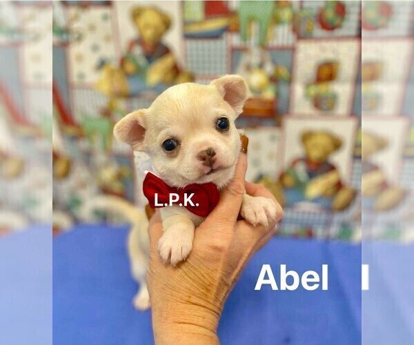 Medium Photo #1 Chihuahua Puppy For Sale in WINNSBORO, LA, USA