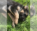 Small Photo #8 German Shepherd Dog Puppy For Sale in INMAN, SC, USA