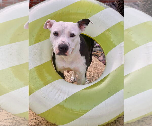 Medium Photo #3 Mutt Puppy For Sale in Shreveport, LA, USA