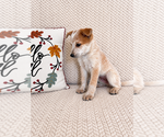 Small #4 Australian Cattle Dog