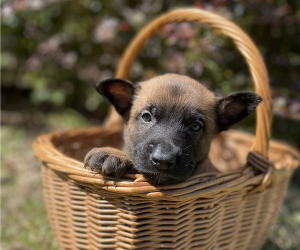 Medium Photo #5 Belgian Malinois Puppy For Sale in S CHARLESTON, WV, USA