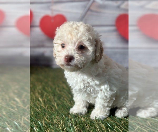 Medium Photo #1 Poodle (Toy) Puppy For Sale in LOUISA, VA, USA