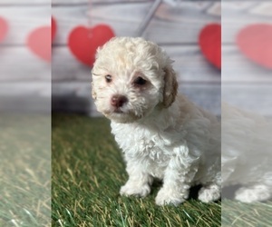 Poodle (Toy) Puppy for sale in LOUISA, VA, USA