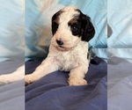 Templeton - Male Bernedoodle (Miniature) Puppy for Sale - Photo #10