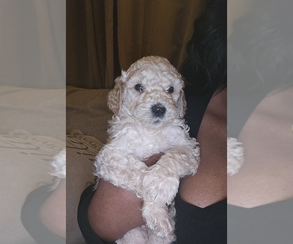Medium Photo #3 Poodle (Standard) Puppy For Sale in MILWAUKEE, WI, USA