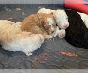 Cavapoo Litter for sale in LAFAYETTE, TN, USA