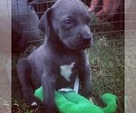 Small Photo #5 Great Dane Puppy For Sale in KERSHAW, SC, USA