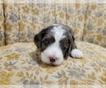 Small Photo #2 Miniature Bernedoodle Puppy For Sale in CUBA CITY, WI, USA
