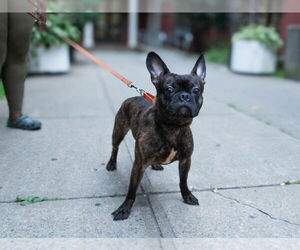 Faux Frenchbo Bulldog Dogs for adoption in Brooklyn, NY, USA