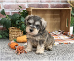 Small #3 Schnauzer (Miniature)