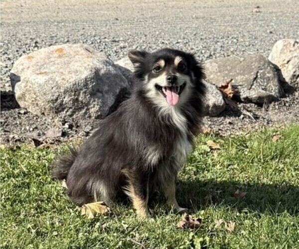 Medium Photo #1 Pomeranian Puppy For Sale in OWEN, WI, USA