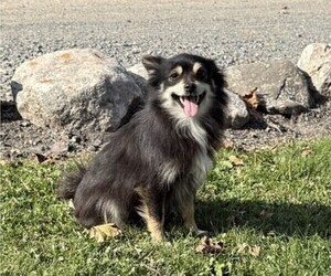 Father of the Pomeranian puppies born on 08/10/2026
