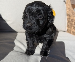 Medium Boykin Spaniel-Goldendoodle Mix