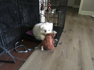Samoyed Puppy for sale in PHILADELPHIA, PA, USA