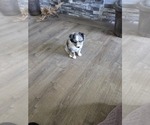 Puppy Blue merle Miniature Australian Shepherd