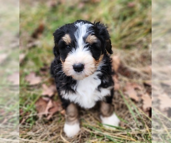 Medium Photo #3 Bernedoodle Puppy For Sale in NASHVILLE, TN, USA