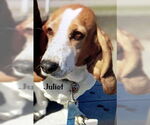 Small #2 Basset Hound