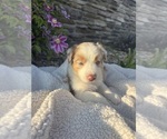 Puppy River Australian Shepherd