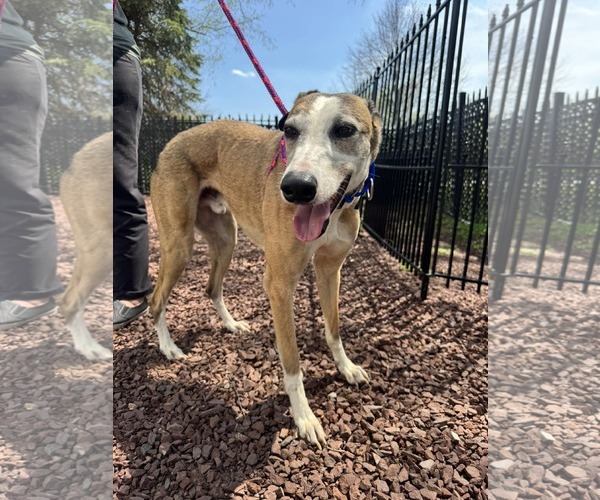 Medium Photo #2 Greyhound Puppy For Sale in Cherry Hill, NJ, USA