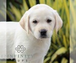 Small Labrador Retriever