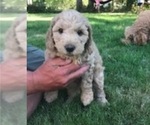 Small Photo #4 Goldendoodle Puppy For Sale in GRAHAM, WA, USA