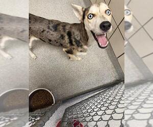 Siberian Husky-Unknown Mix Dogs for adoption in Pasadena, TX, USA