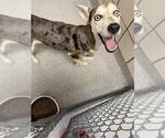 Small Siberian Husky Mix