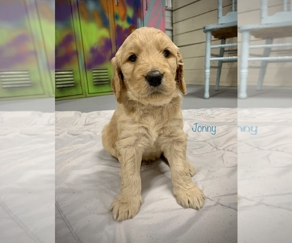 Medium Photo #5 Goldendoodle Puppy For Sale in GEORGETOWN TOWNSHIP, MI, USA