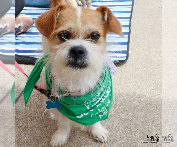 Medium Photo #7 Jacairn Puppy For Sale in Washington, DC, USA