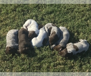 German Shorthaired Pointer Puppy for sale in HALLETTSVILLE, TX, USA