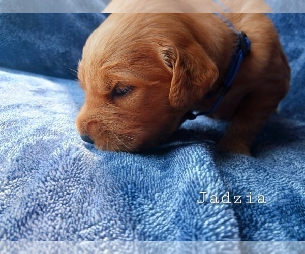 Medium Photo #2 Golden Retriever Puppy For Sale in HESPERIA, MI, USA