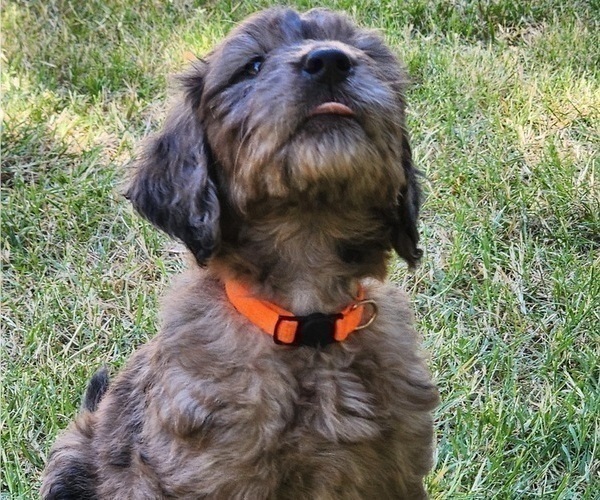 Medium Photo #2 Goldendoodle Puppy For Sale in WACO, TX, USA