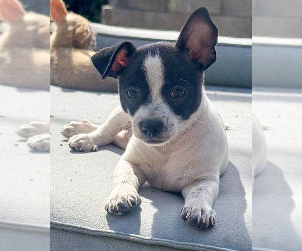 Medium Photo #7 Chihuahua-Unknown Mix Puppy For Sale in Corona, CA, USA