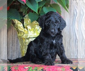 Goldendoodle-Poodle (Standard) Mix Puppy for sale in HONEY BROOK, PA, USA