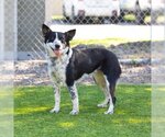 Small Photo #1 Australian Cattle Dog Puppy For Sale in Camarillo, CA, USA