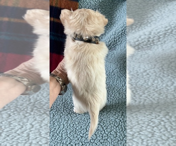 Medium Photo #5 Chihuahua Puppy For Sale in NEWVILLE, PA, USA