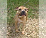 Small #1 American Staffordshire Terrier Mix