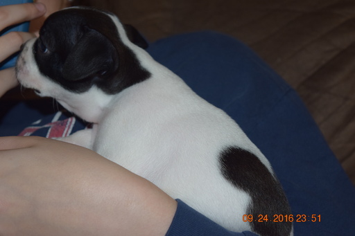 Medium Photo #1 Boston Terrier Puppy For Sale in LUCK, WI, USA