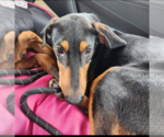 Small #4 Doberman Pinscher