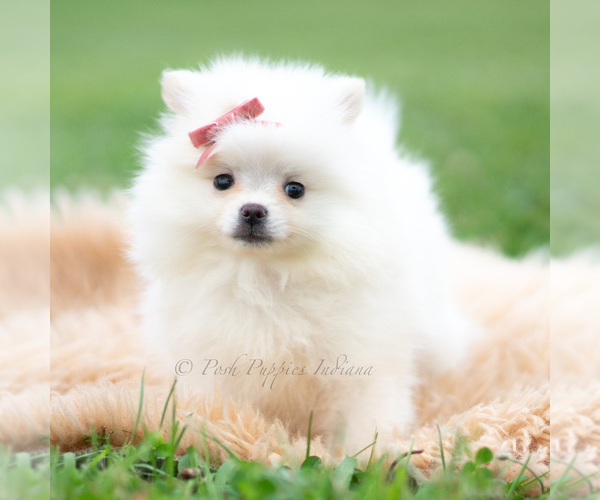 Medium Photo #11 Pomeranian Puppy For Sale in WARSAW, IN, USA